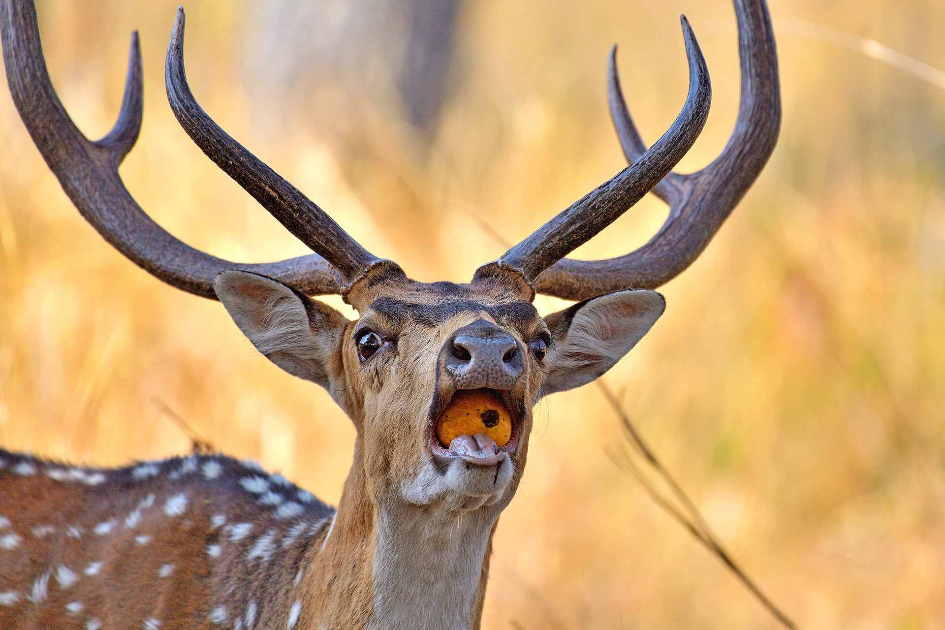 Spotted Deer (Axis axis) in Kanha National Park