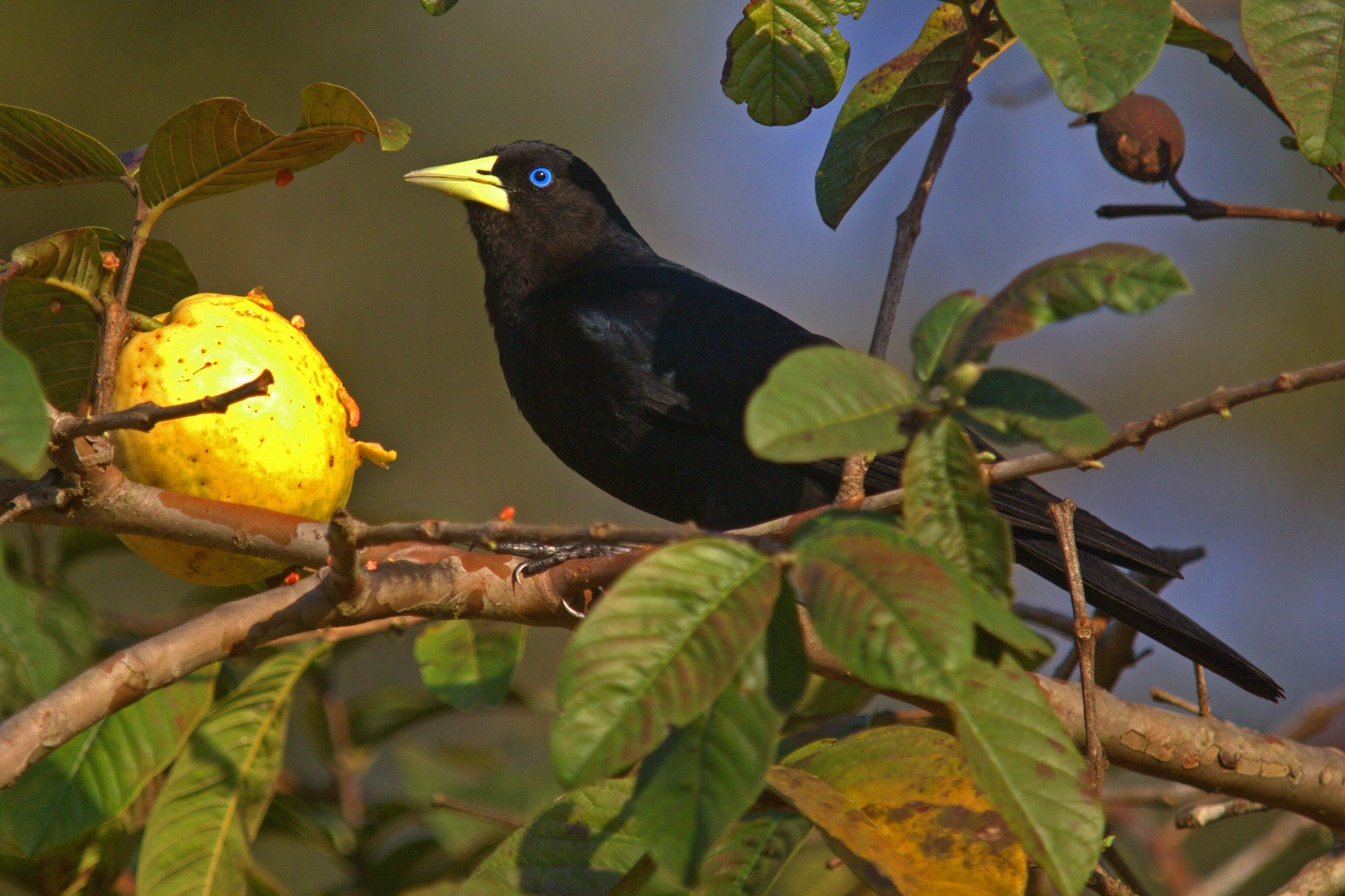 Red-rumped Cacique Cacicus haemorrhous