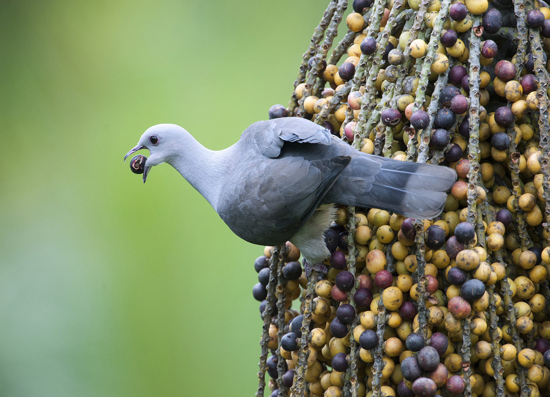 Mountain Imperial Pigeon Ducula badia feeding on Caryota sp.
