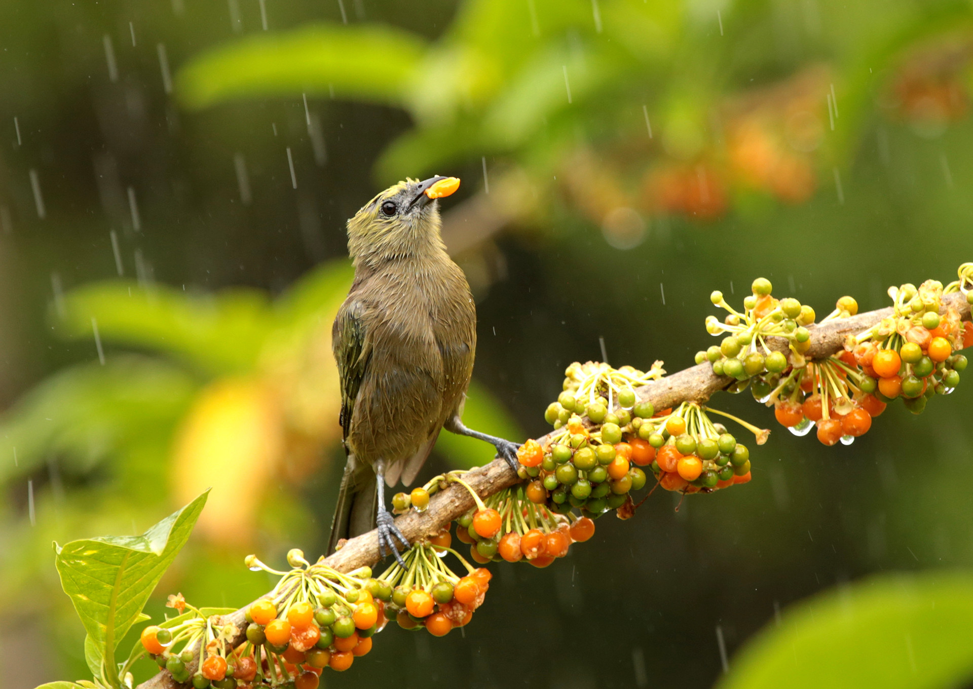 Palm Tanager Thraupis palmarum