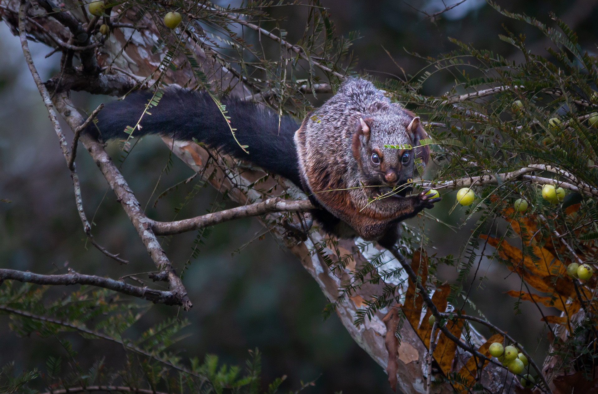 Indian Giant Flying Squirrel on a gooseberry tree