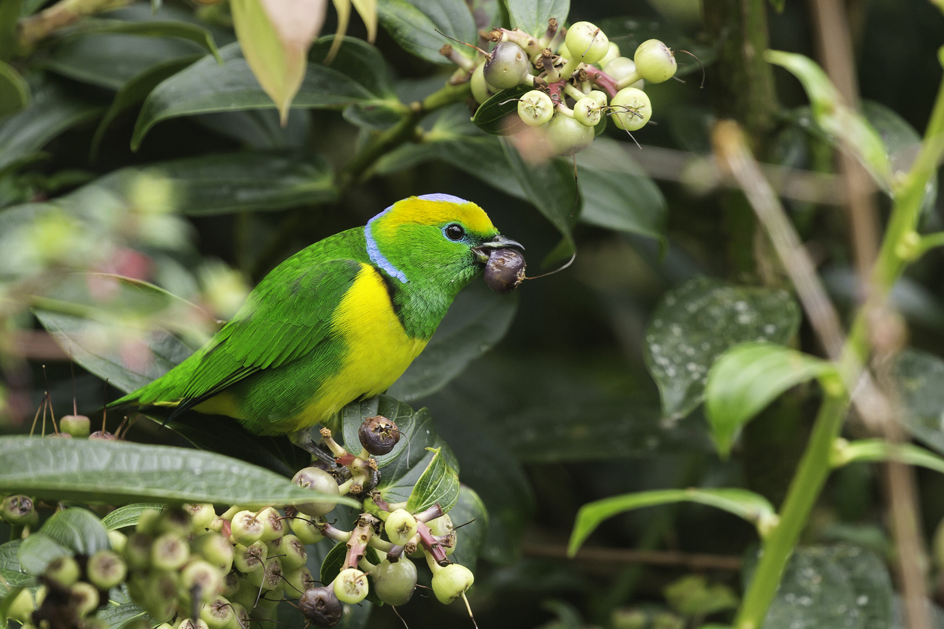 Golden-browed Chlorophonia Chlorophonia callophrys