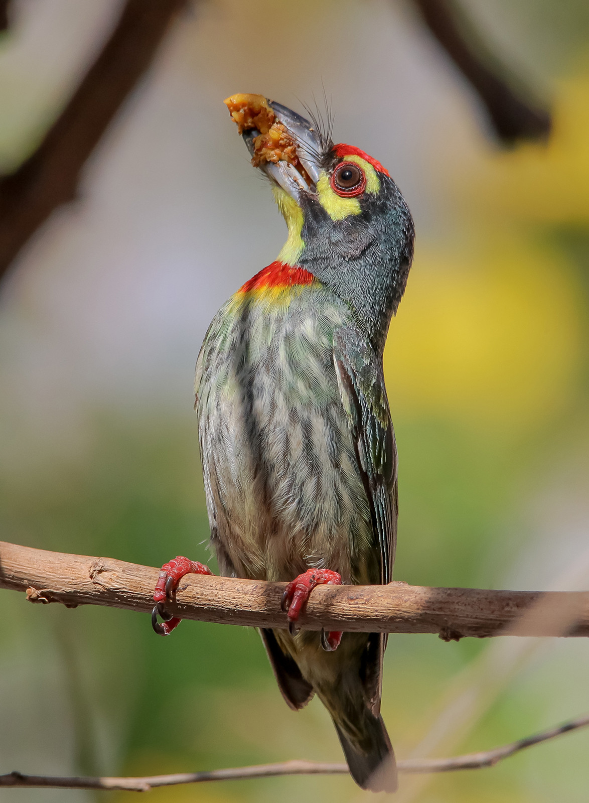 Coppersmith Barbet Psilopogon haemacephalus eating a fig