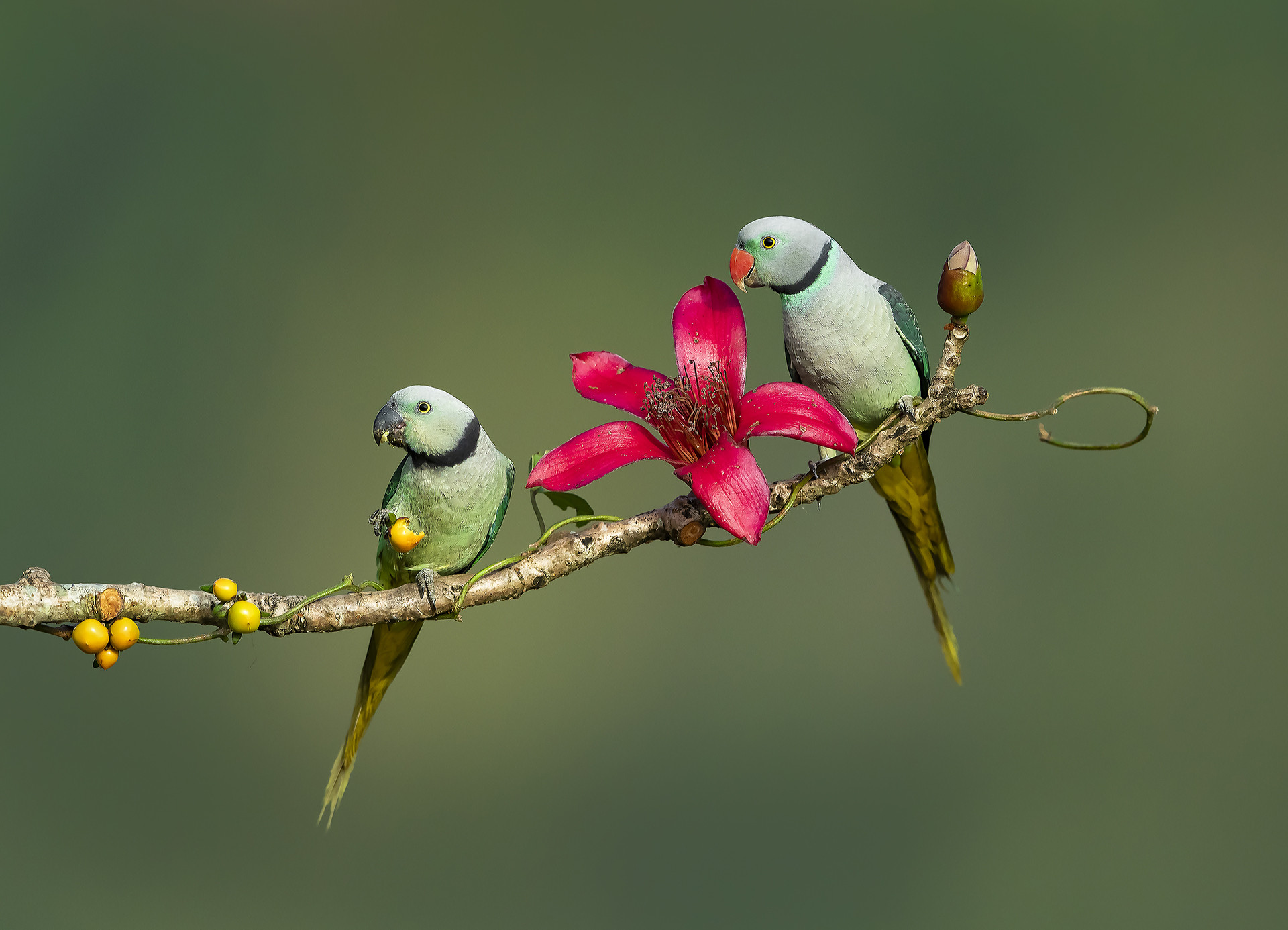 Malabar Parakeets Psittacula columboides in Shimoga