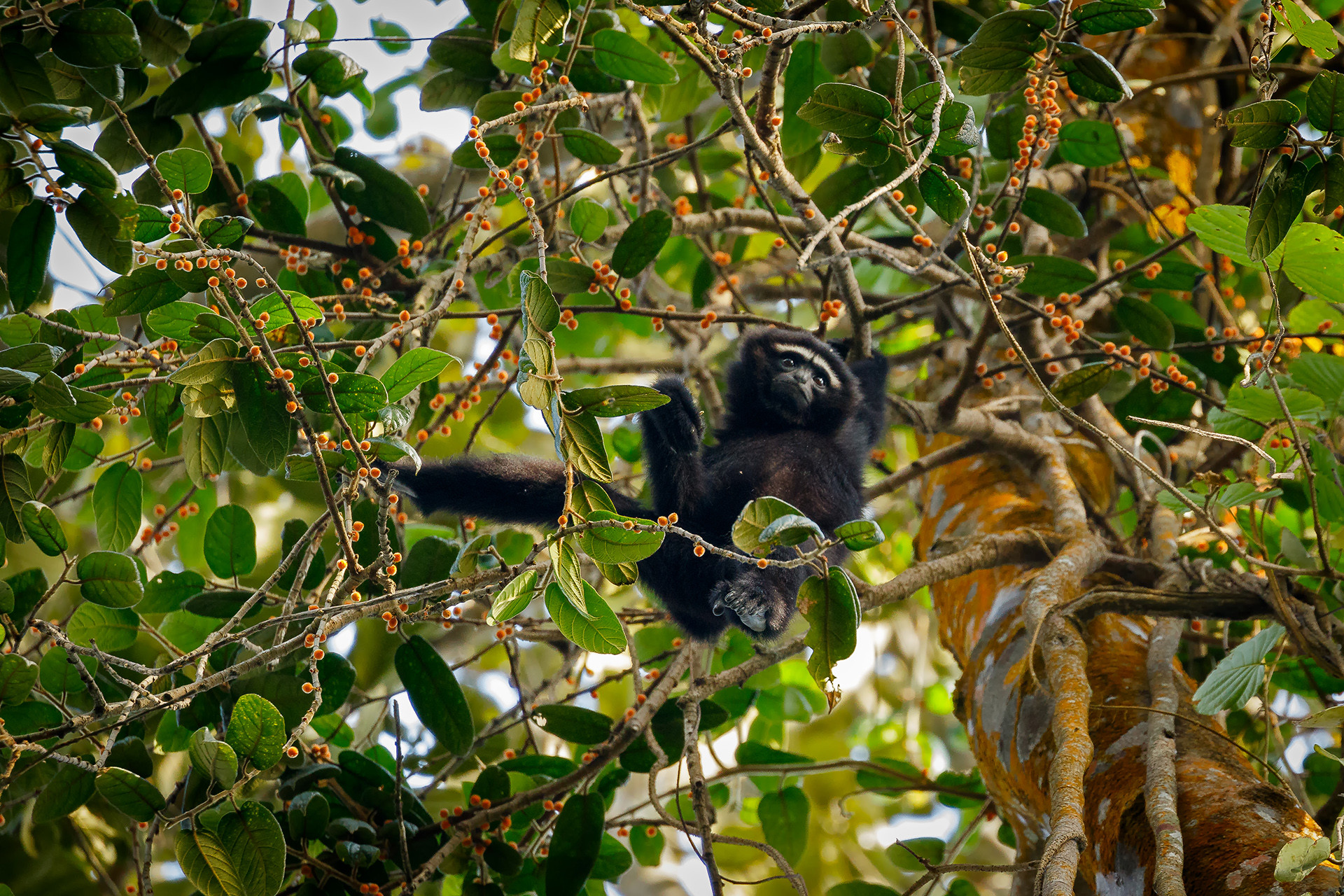 Western Hoolock Gibbon (Hoolock hoolock) in Hoollongapar Gibbon Sanctuary, Assam