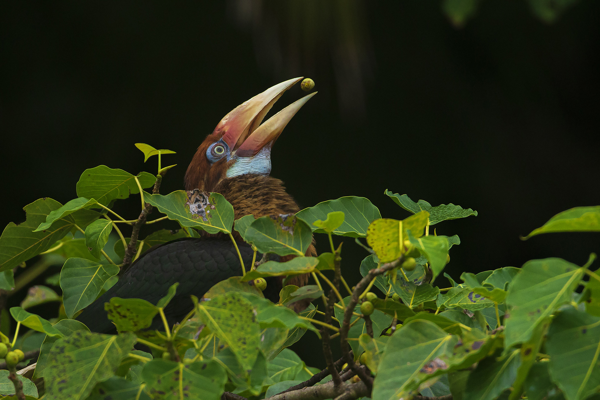 Narcondam Hornbill (Rhyticeros narcondami) feeding on Ficus rumphii in Narcondam Island