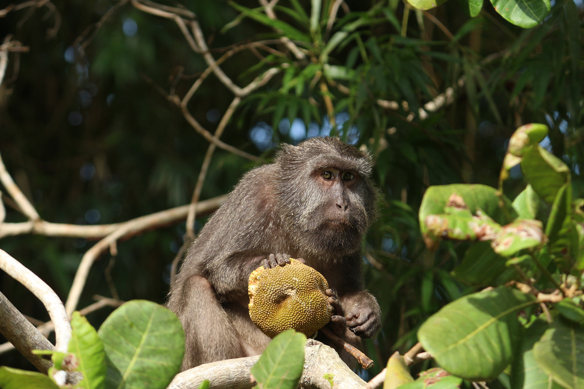Nicobar Long-tailed Macaque (Macaca fascicularis umbrosa) feeding on Jackfruit  in Great Nicobar