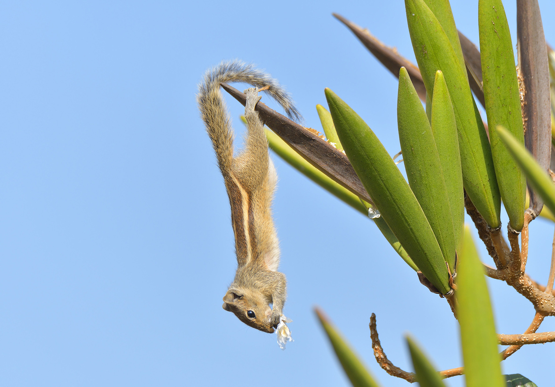 Indian Palm Squirrel feeding on African Tulip Tree