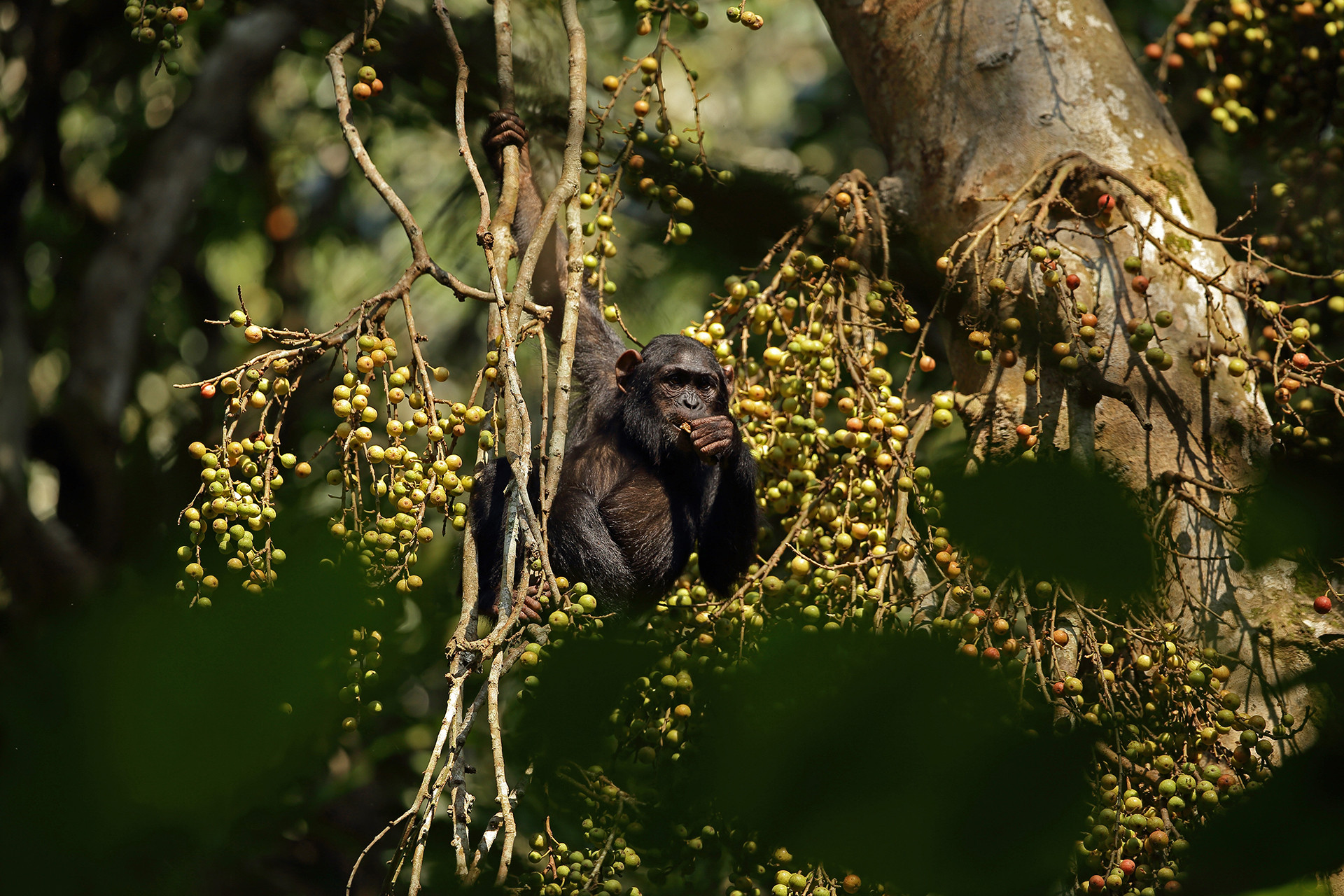Chimpanzee feeding on a fig