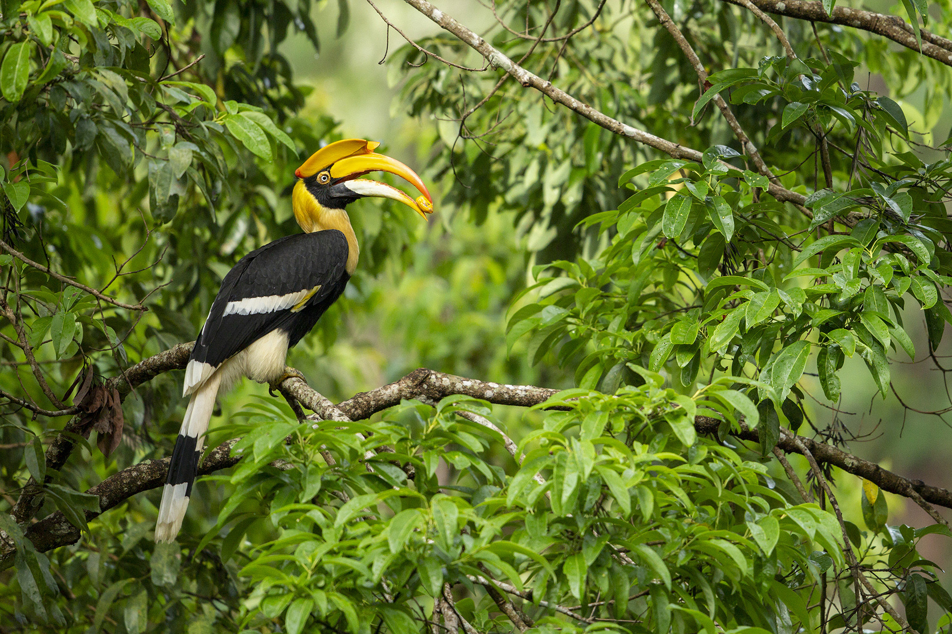 Great Hornbill (Buceros bicornis) with a Myristica dactyloides fruit in Valparai