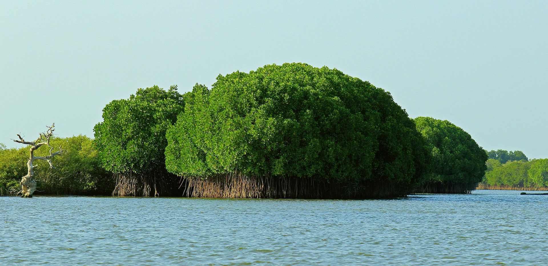 Mangrove forest in Tamil Nadu