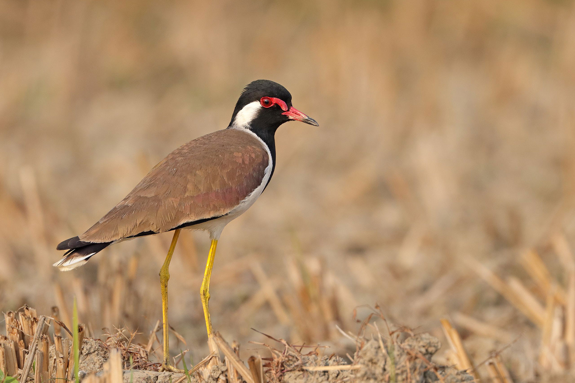 Red wattled lapwing in a grassland