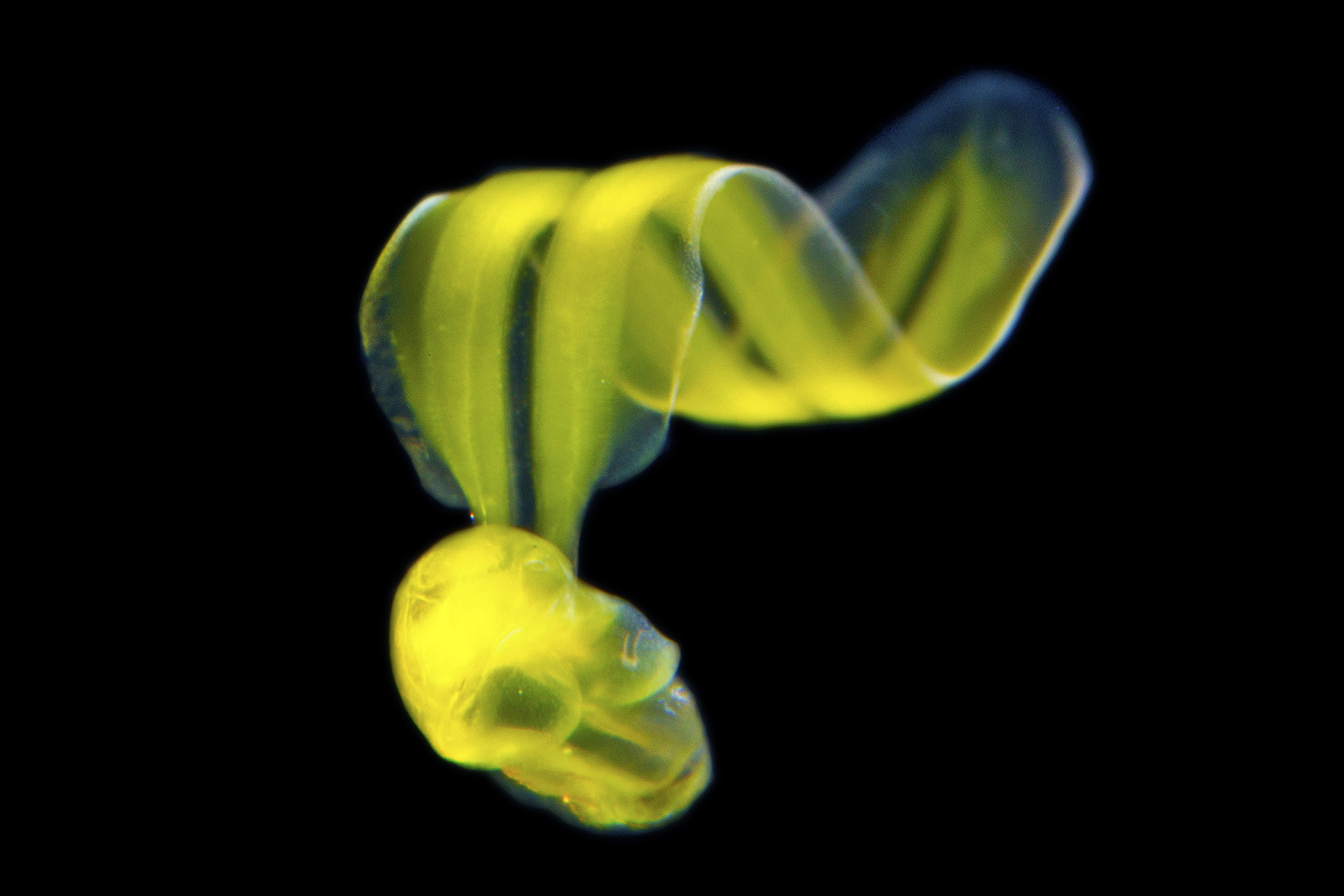 B appendicularian vikasnairi - Slime Time | Nature inFocus