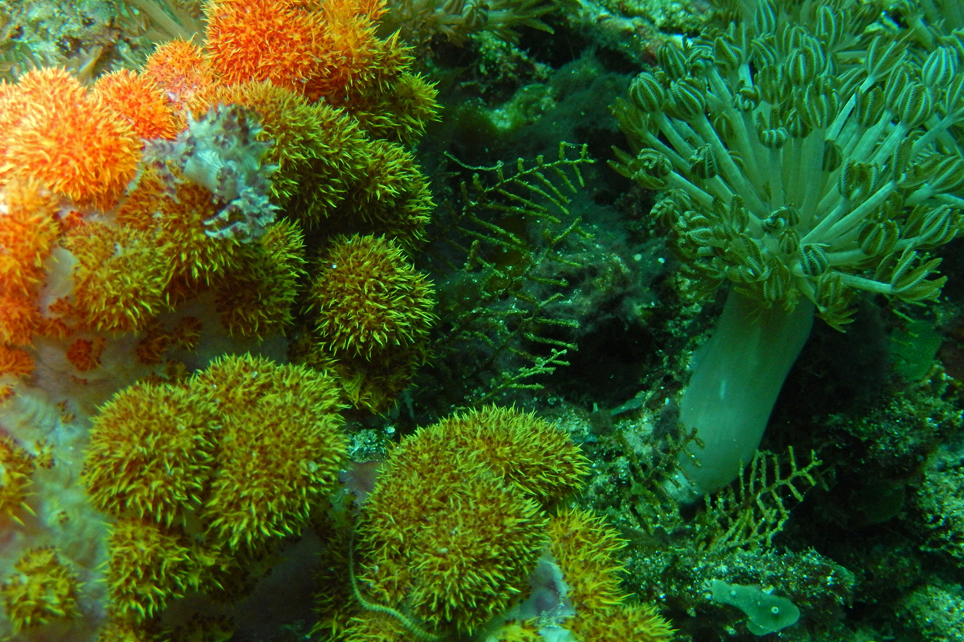 A soft coral garden