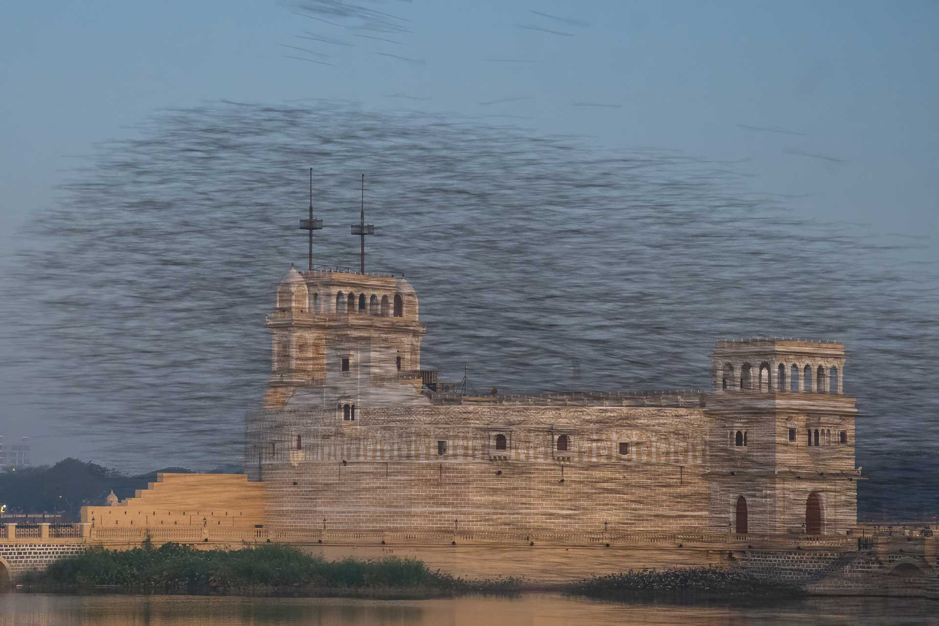 Rosy starlings in Lakhota Lake Jamnagar