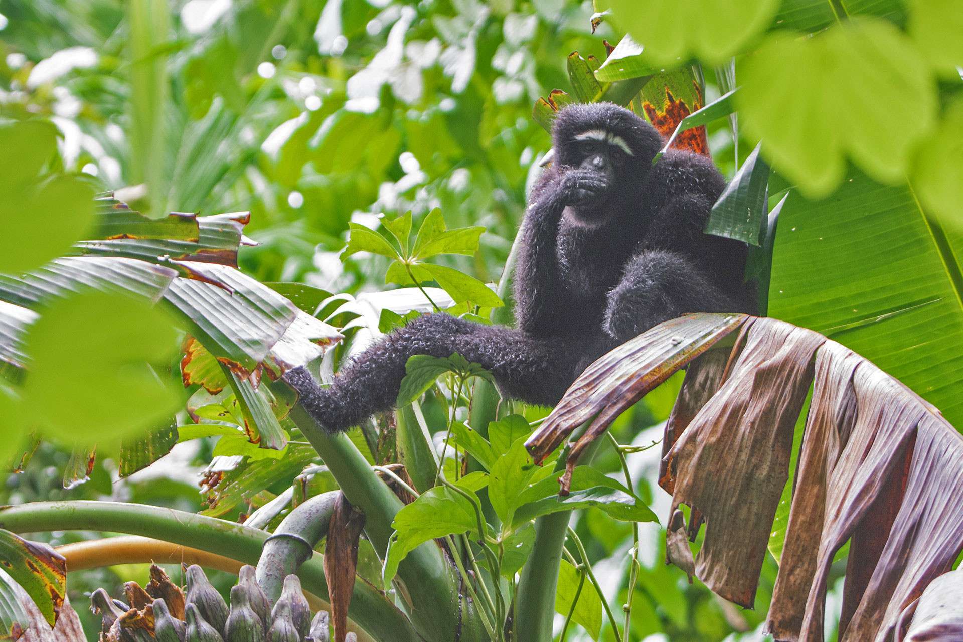 Male Hoolock Gibbon
