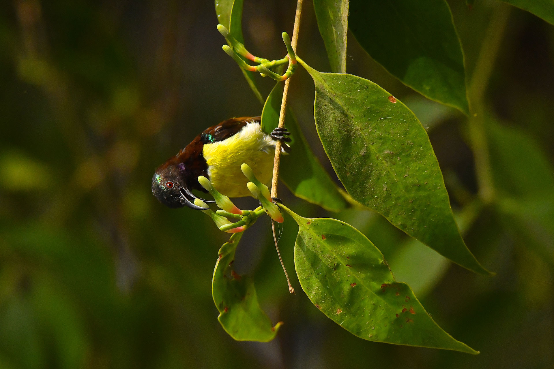 Purple-rumped Sunbird feeding on Dendrophthoe flowers