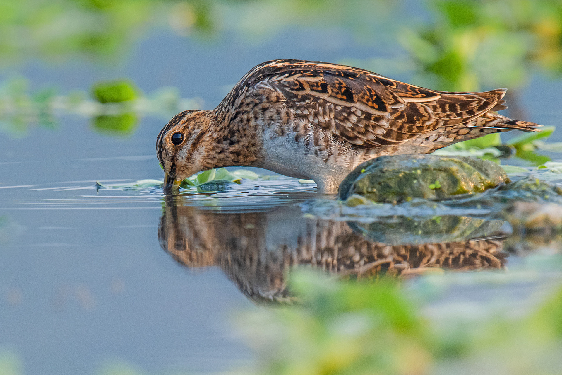 Common Snipe Gallinago gallinago