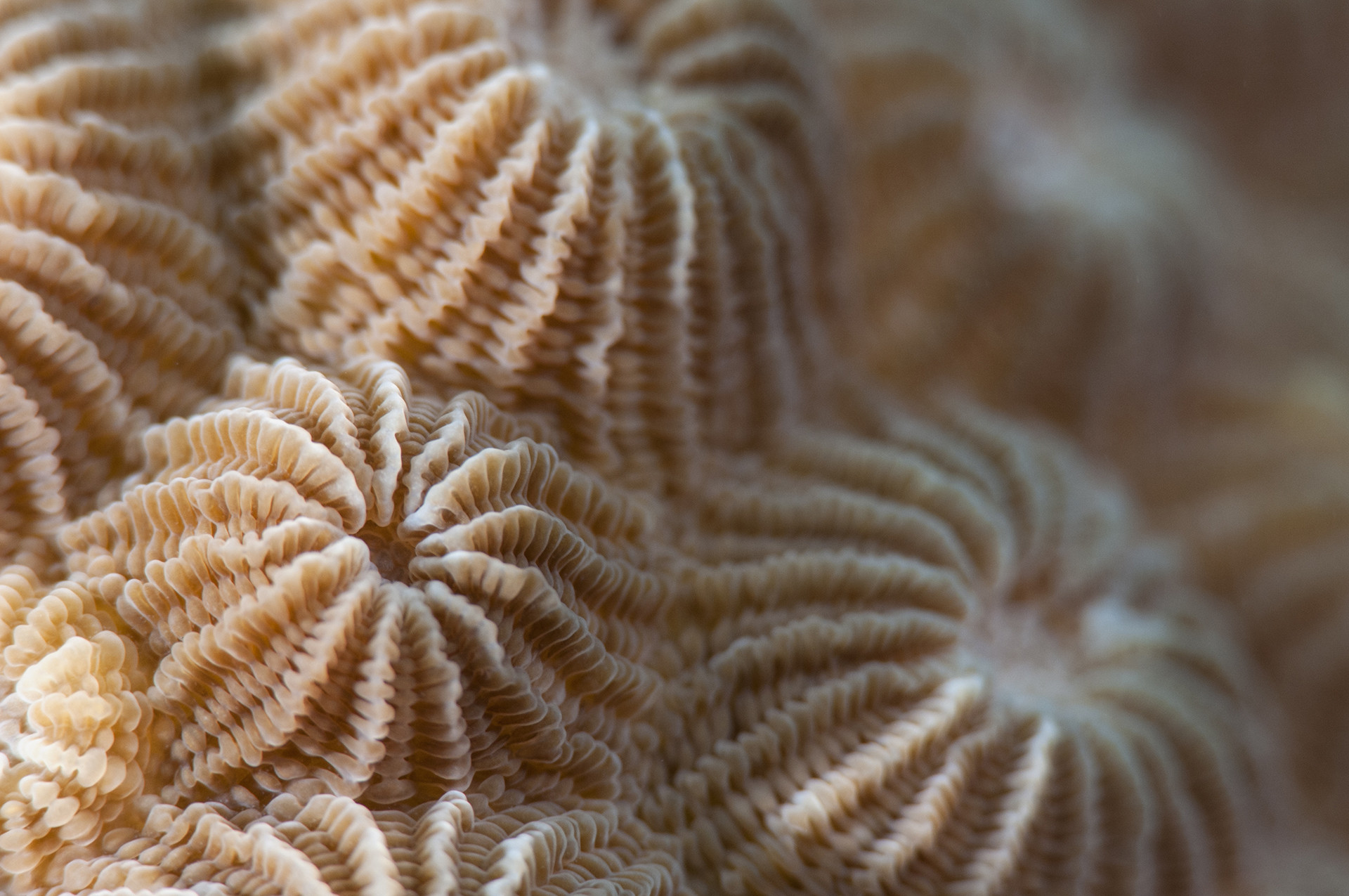 Diploastreacoral umeedmistry umd hr - Slime Time | Nature inFocus