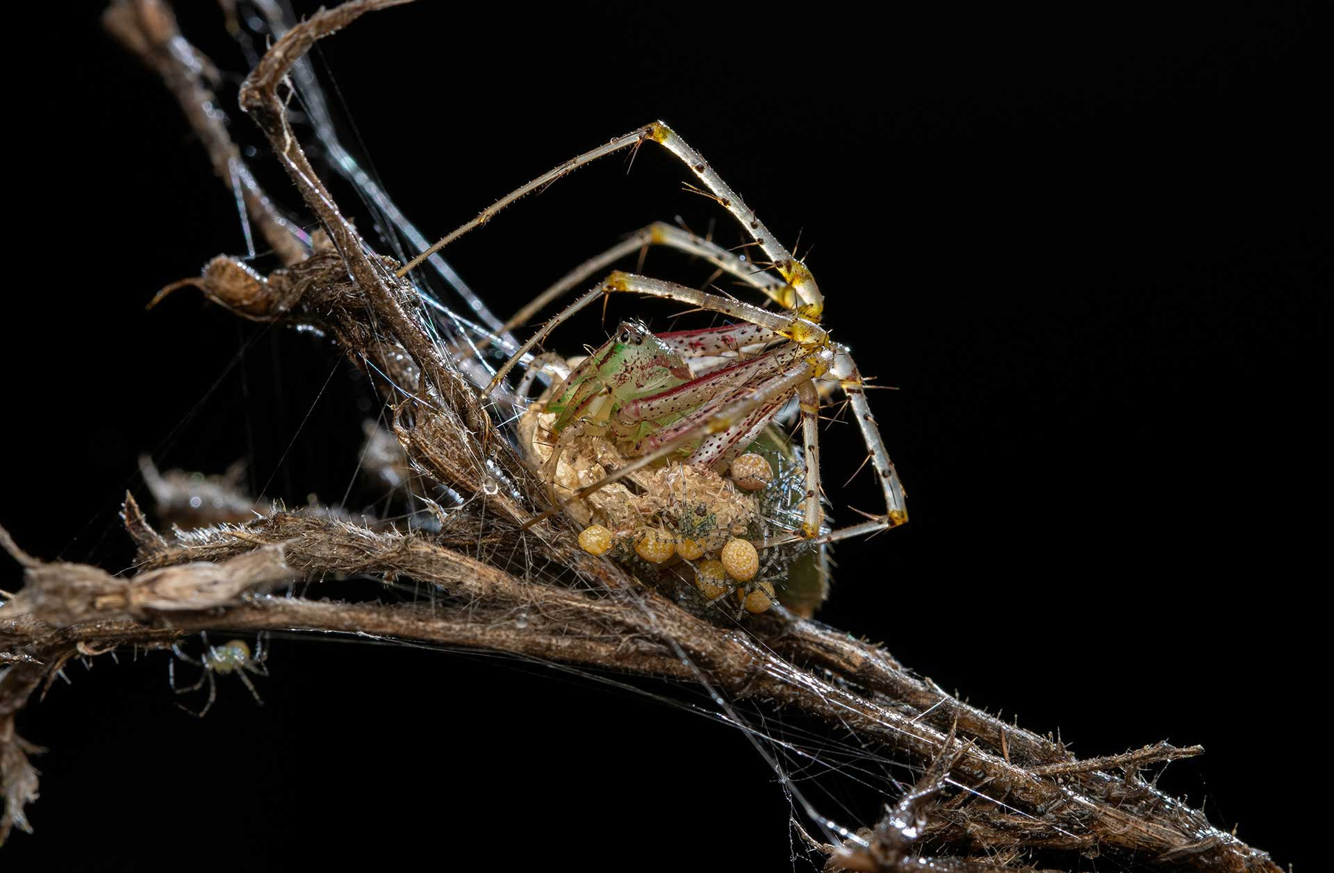 Green lynx spider mother with spiderlings