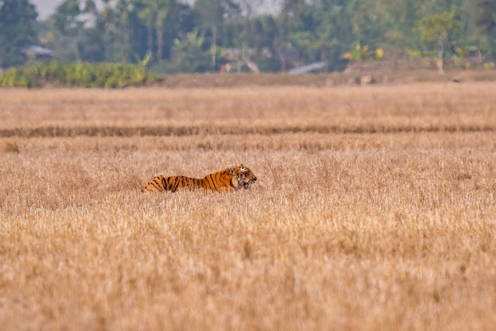 Tiger in a paddy field in Odisha