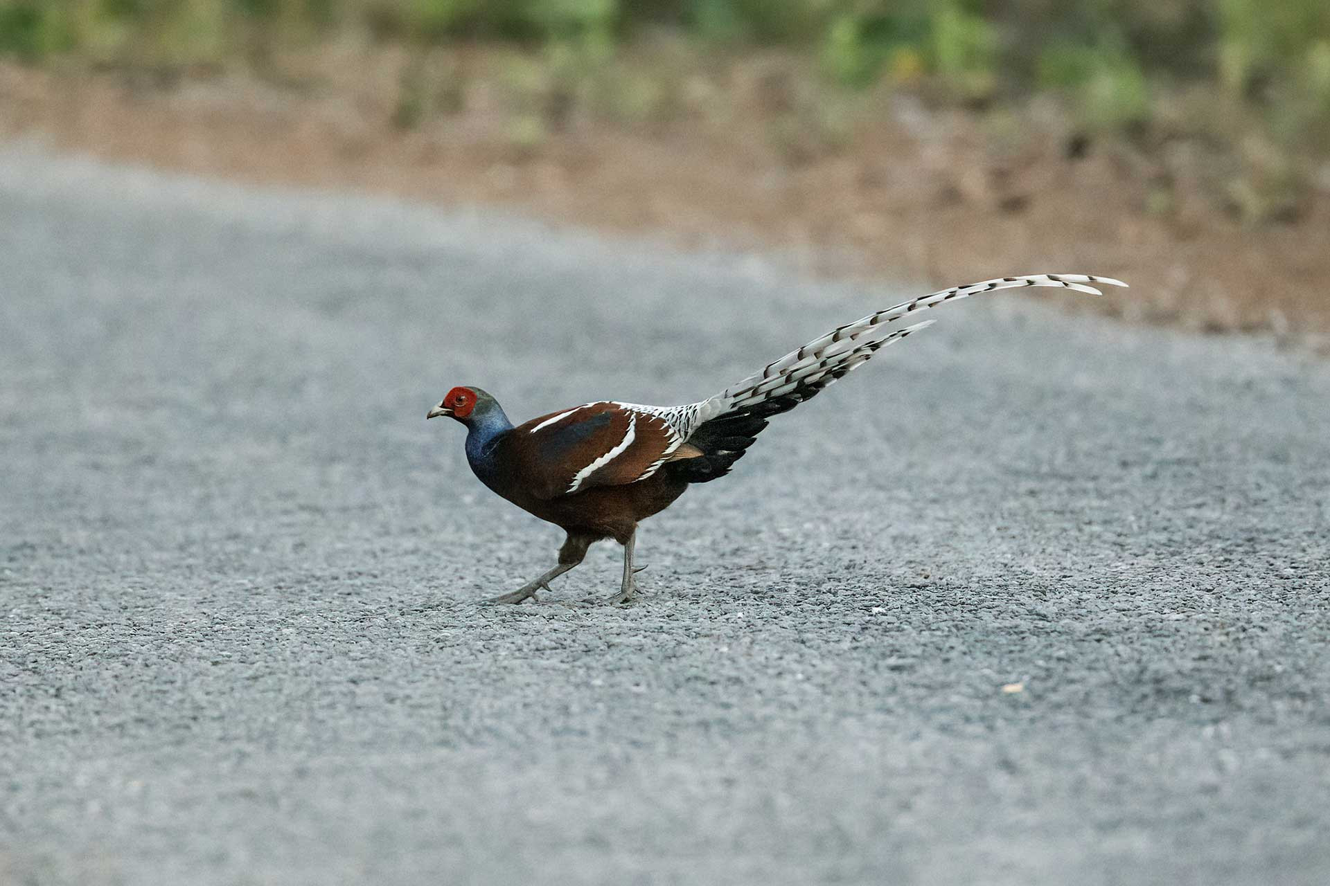 Hume’s Pheasant (Syrmaticus humiae)  | Nature inFocus