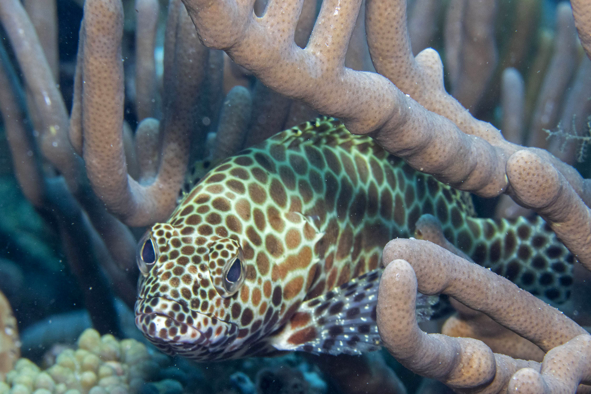Honeycomb Grouper Epinephelus merra in a soft coral colony