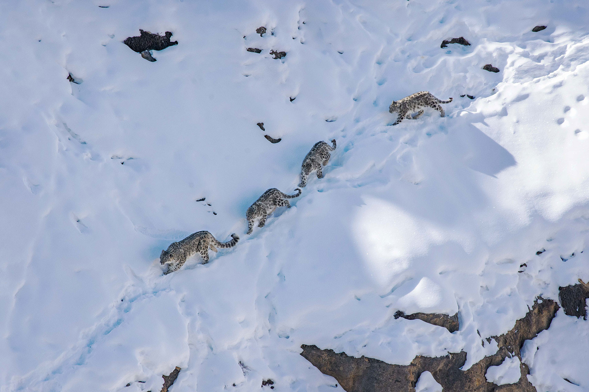 Snow Leopard mother and cubs out on a hunt