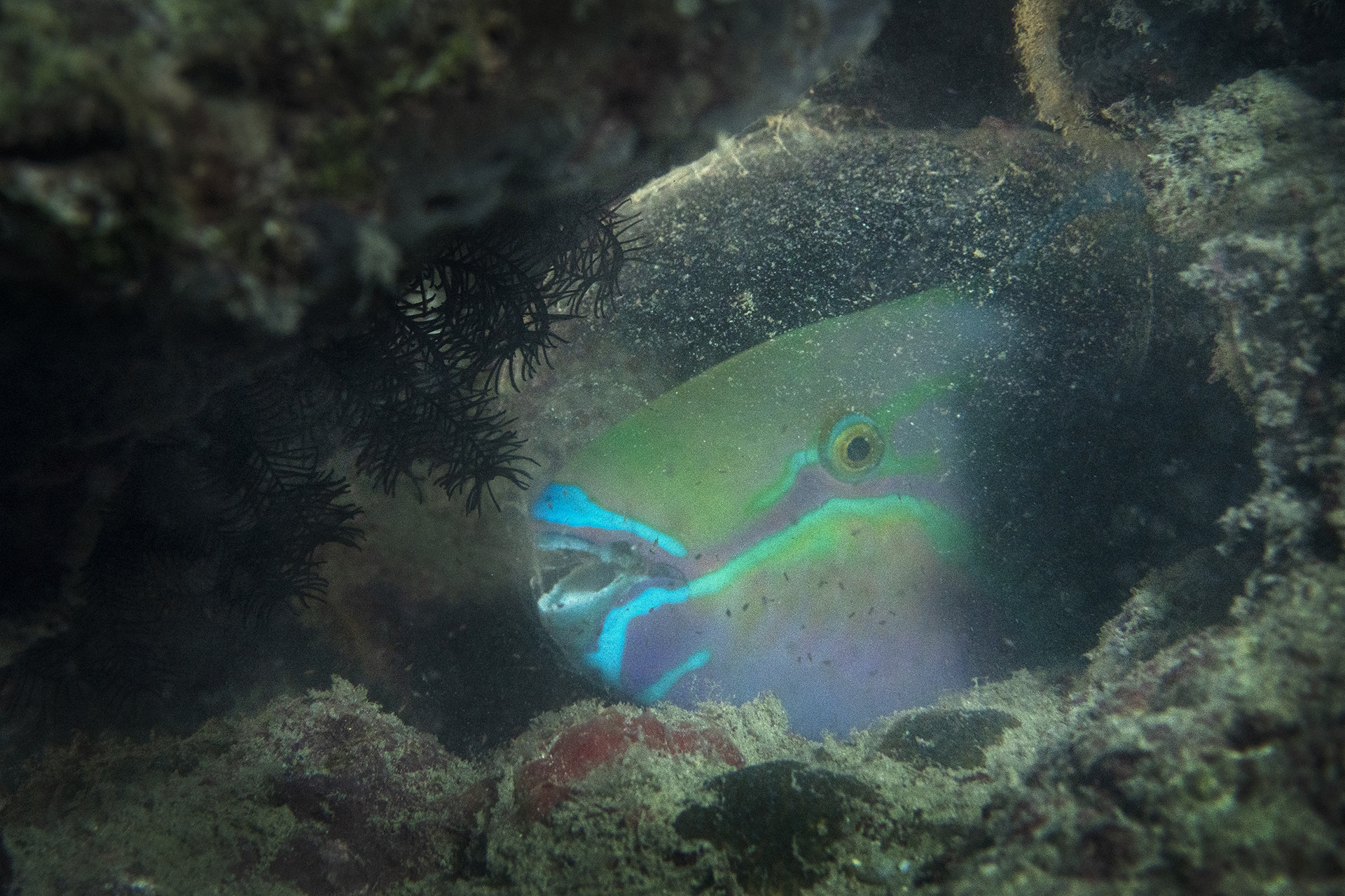Parrotfishmucuscocoon umeedmistry ana hr - Slime Time | Nature inFocus
