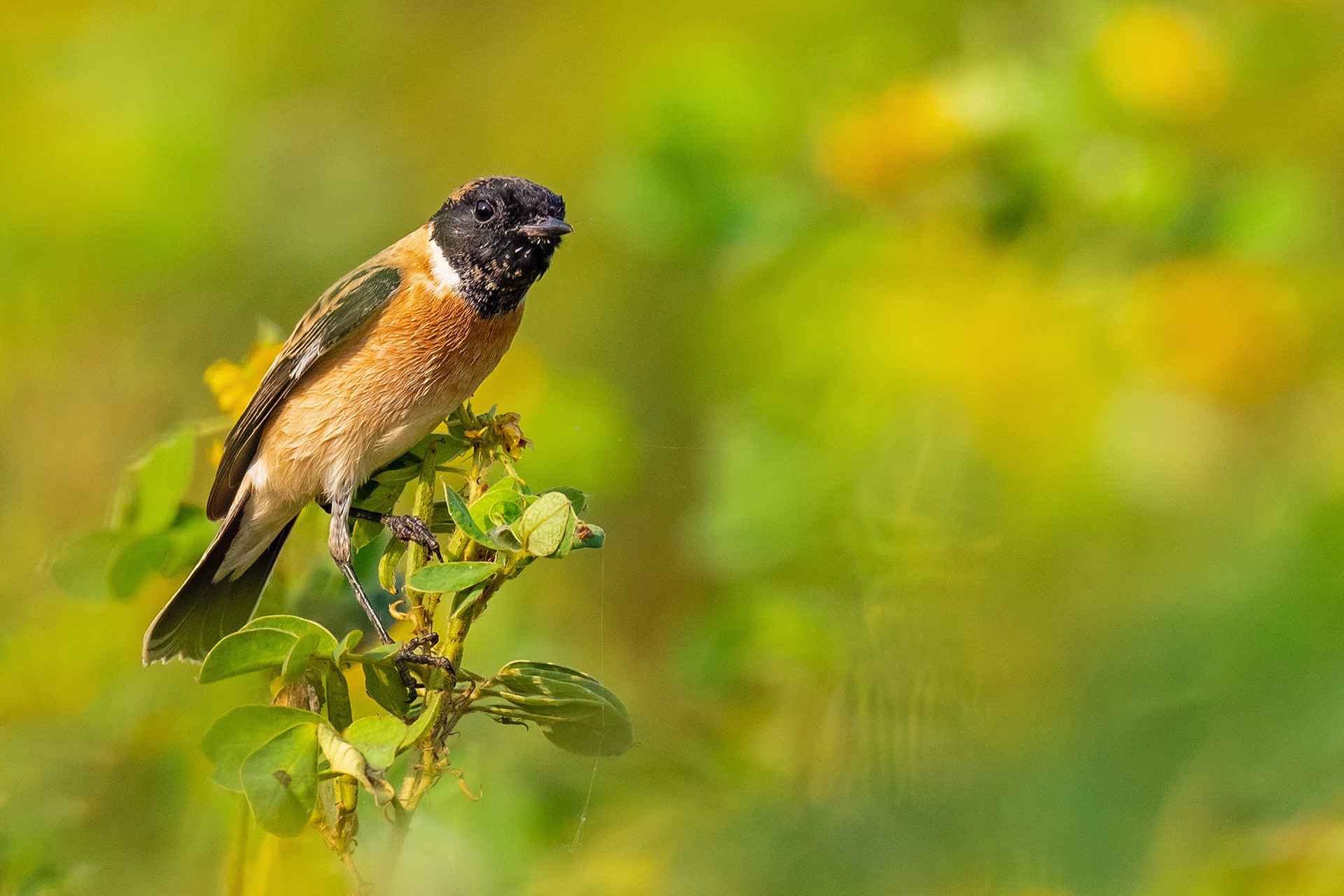 Siberian Stonechat Saxicola maurus