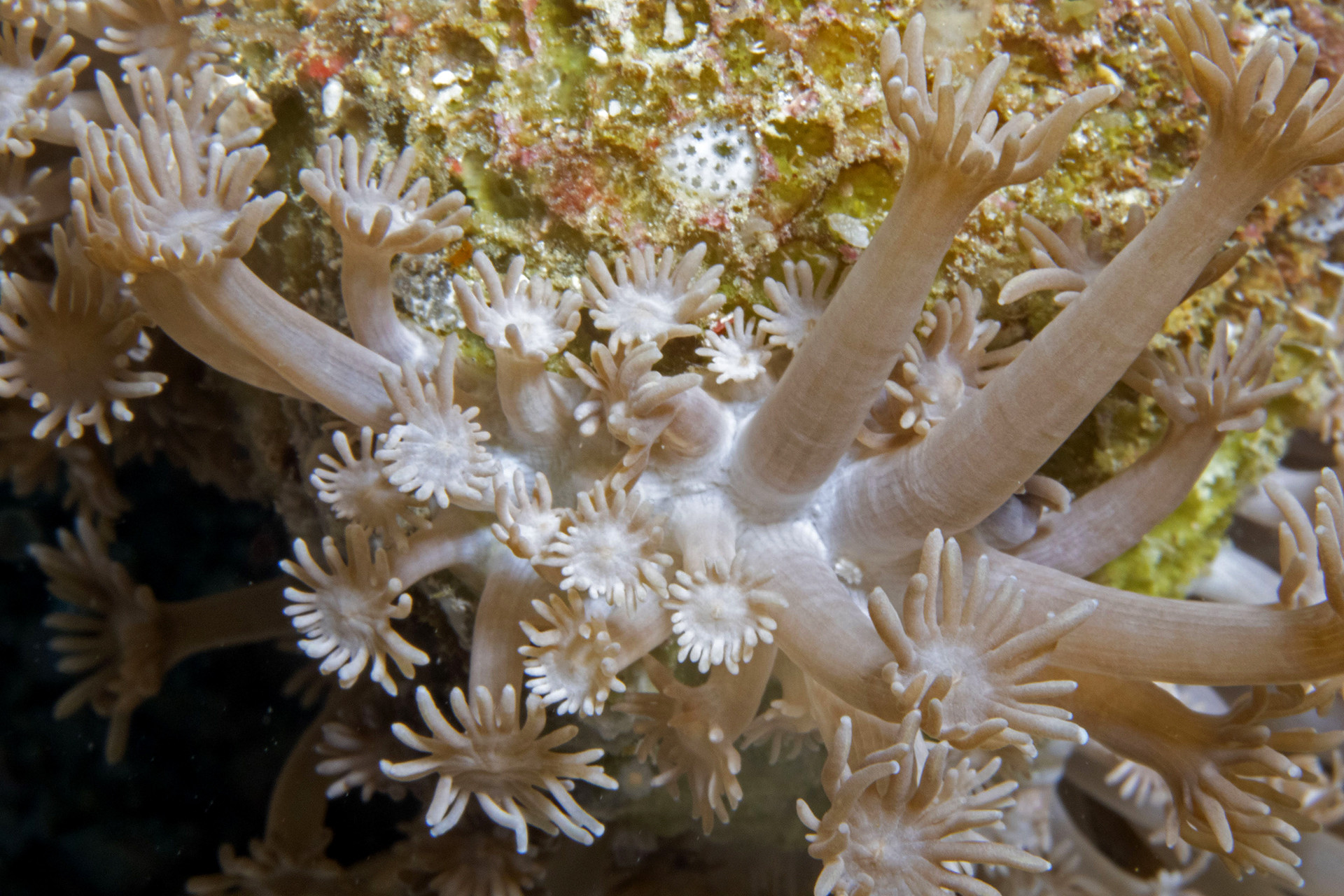 Polyps of hard corals