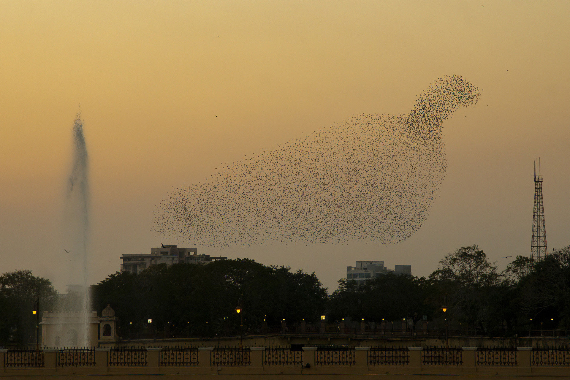 Starling murmuration formations