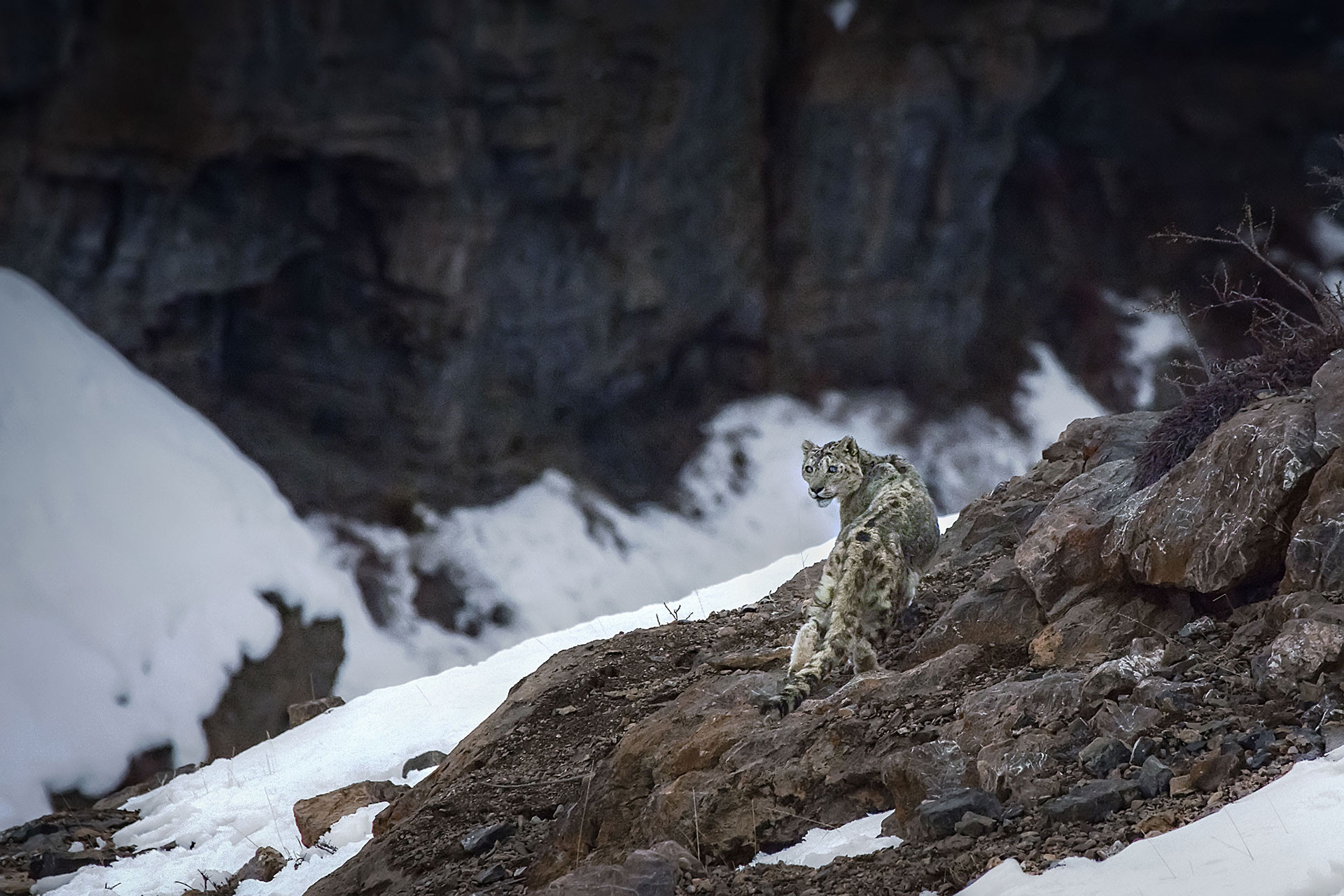 Male Snow Leopard in Kibber, Himachal Pradesh
