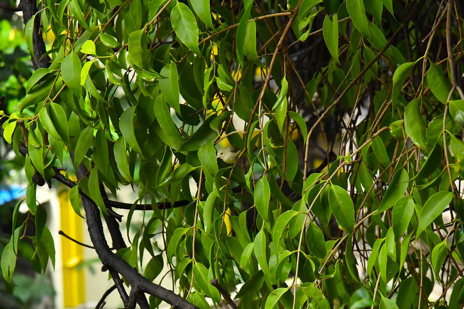 Pale-billed Flowerpecker Dicaeum erythrorhynchos
