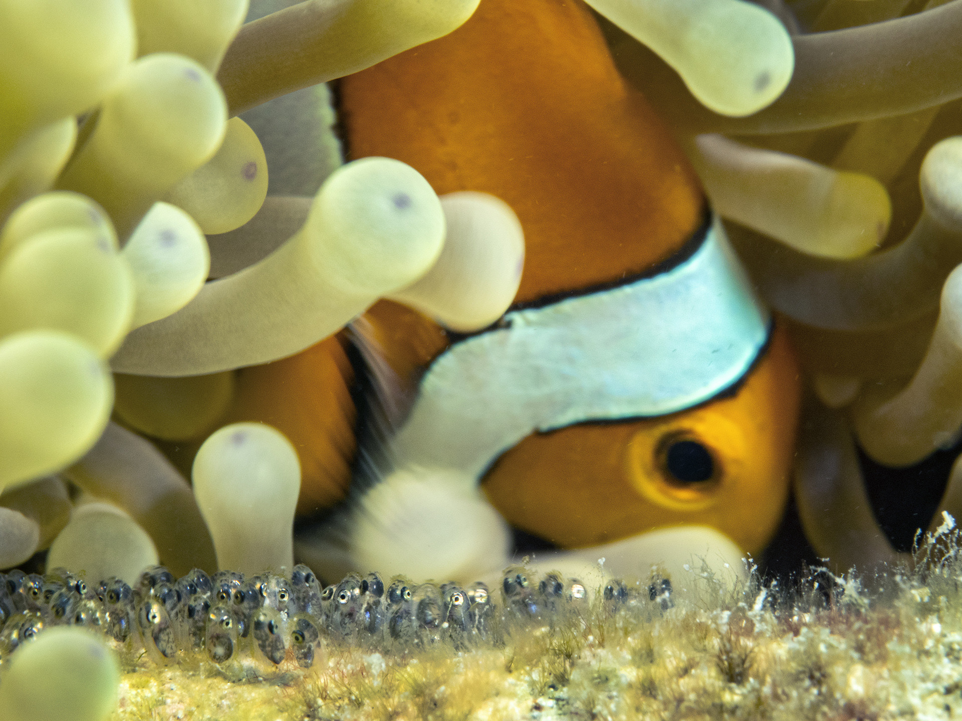 Clownfishbabiesanemoneumeedmistry ana hr - Slime Time | Nature inFocus