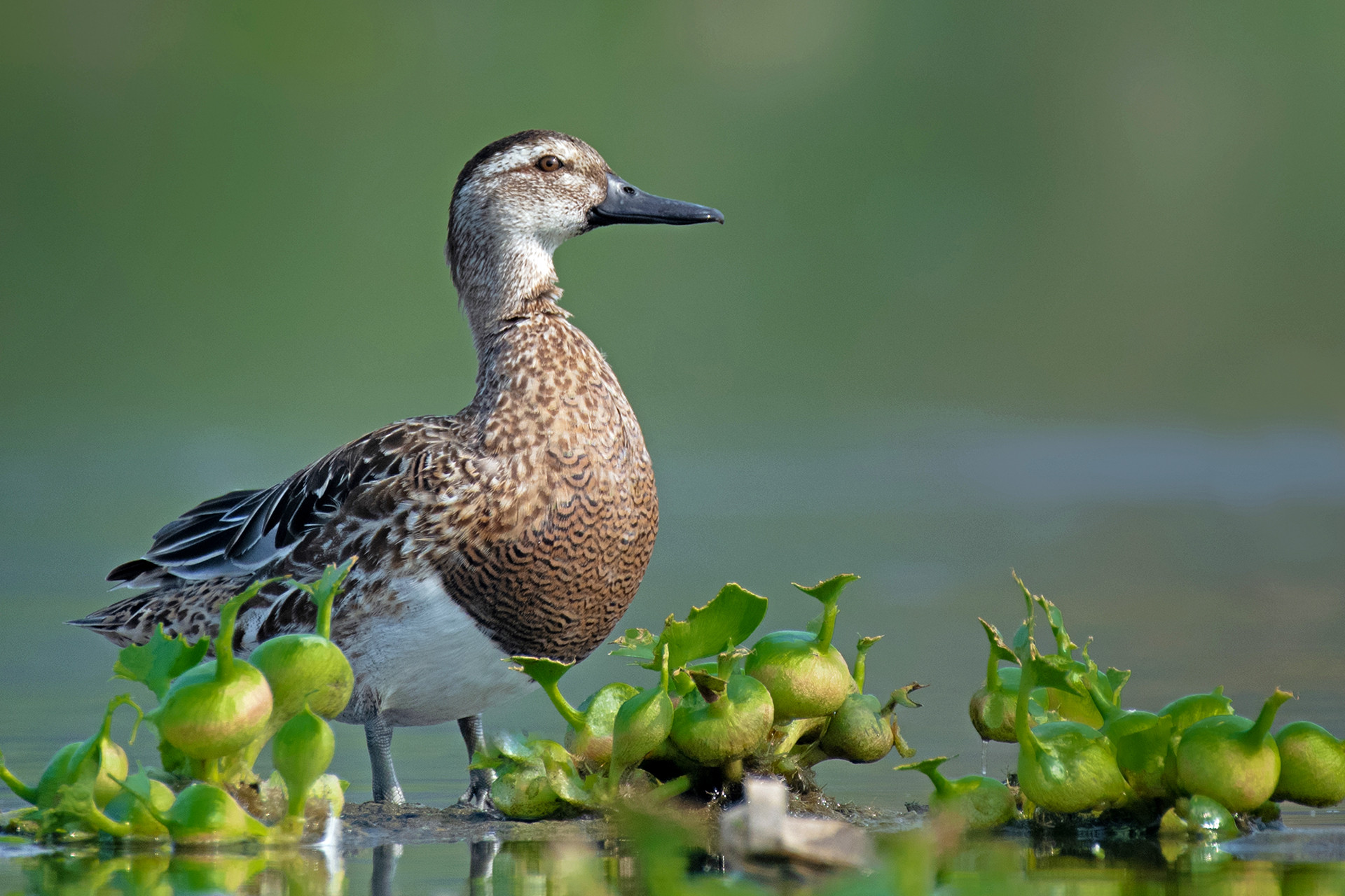 Garganey Spatula querquedula