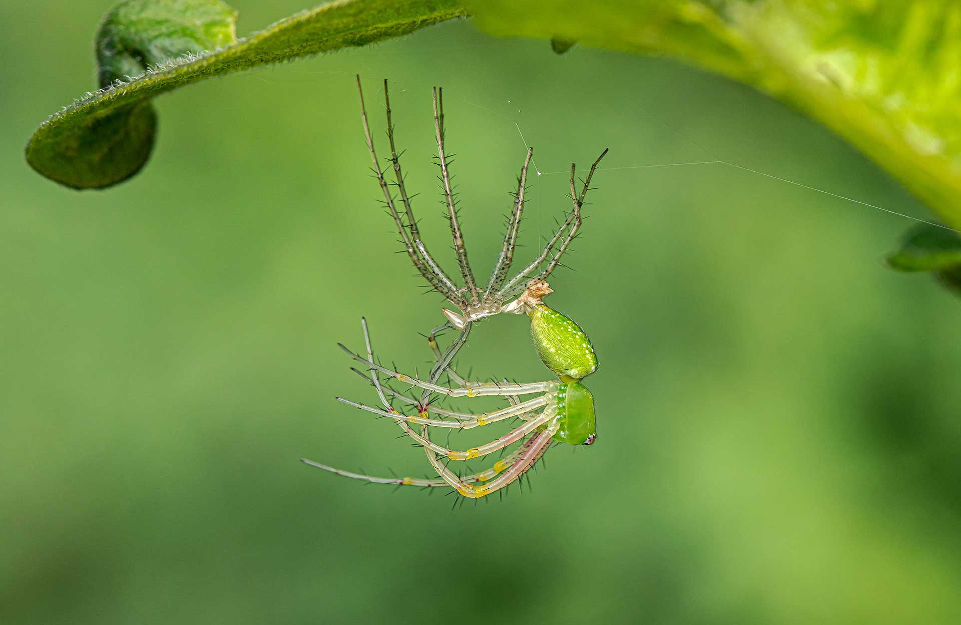 Green Lynx Spider moulting