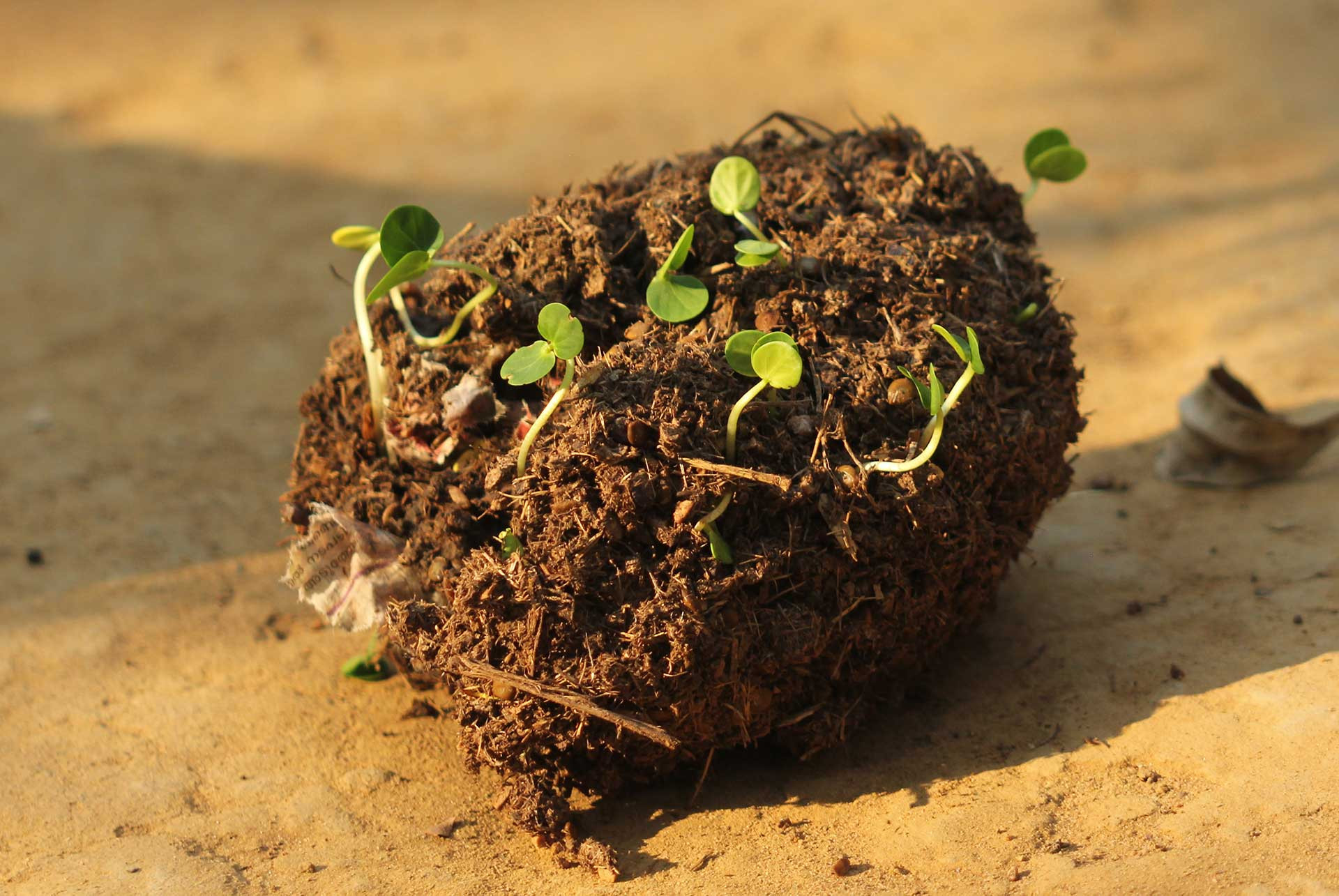        Senna seeds germinating | Nature Infocus