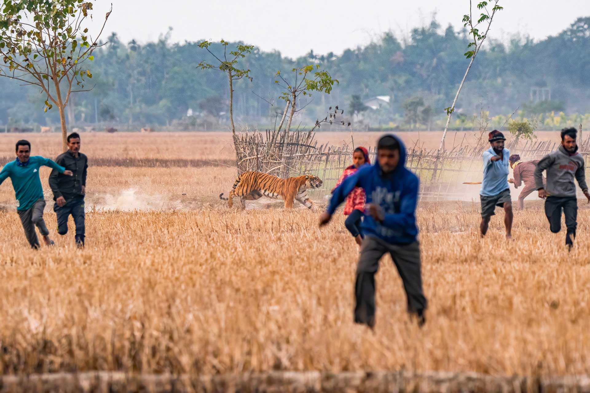 People chasing tiger in Odisha