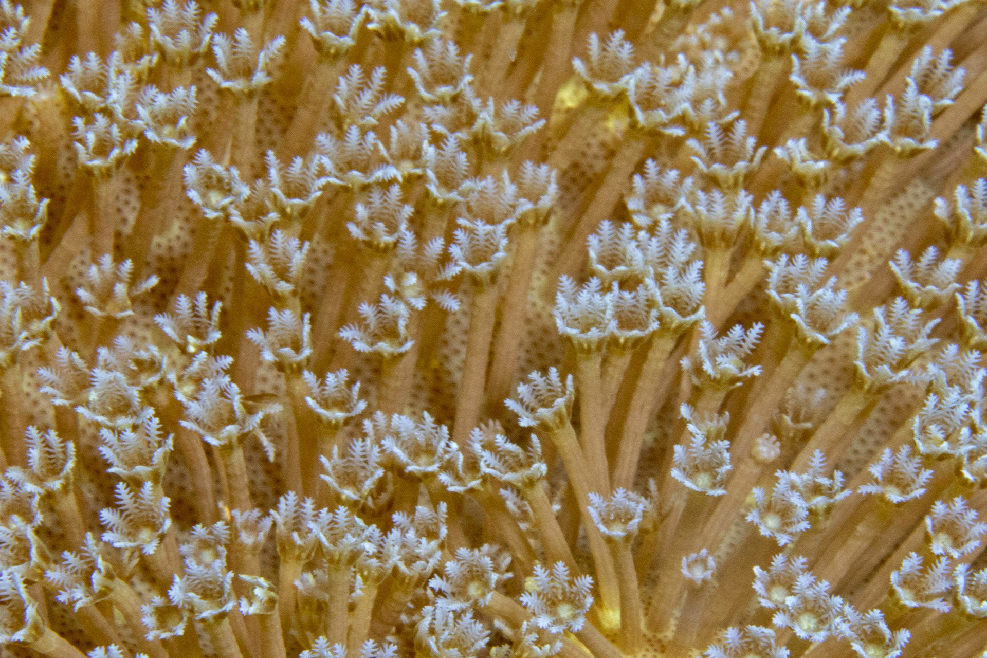 polyps of soft corals