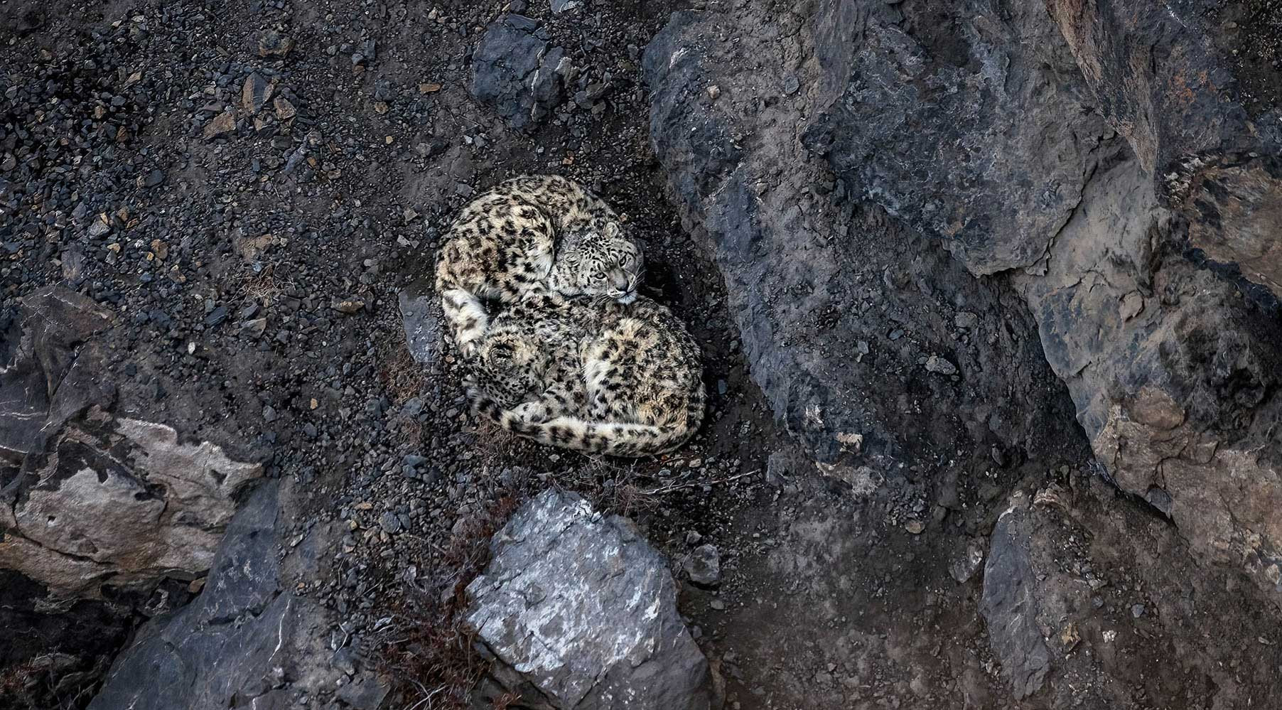 Snow Leopard cubs