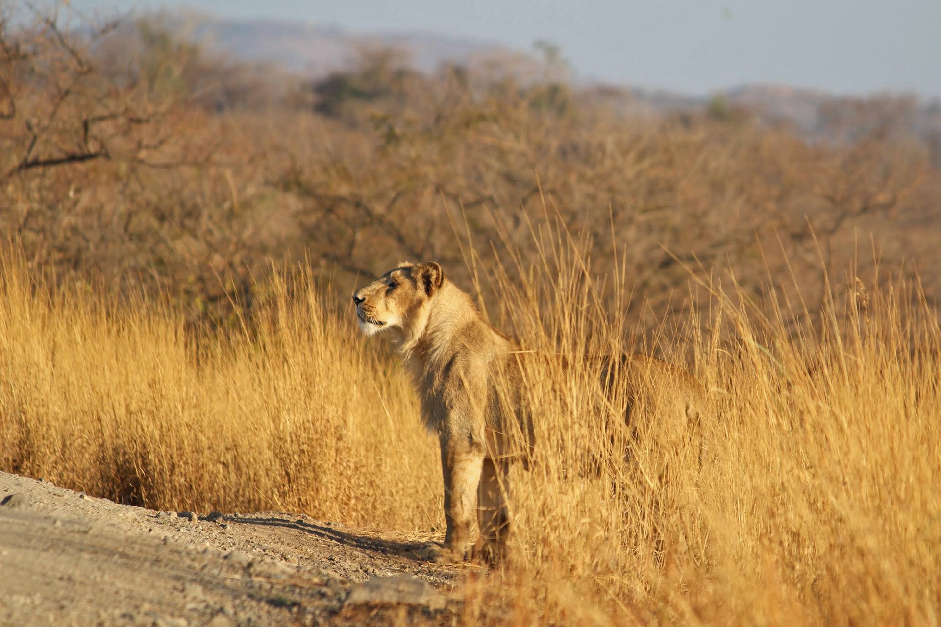 Girsanctuary subadult bivash pandav - Who Is King? | Nature inFocus
