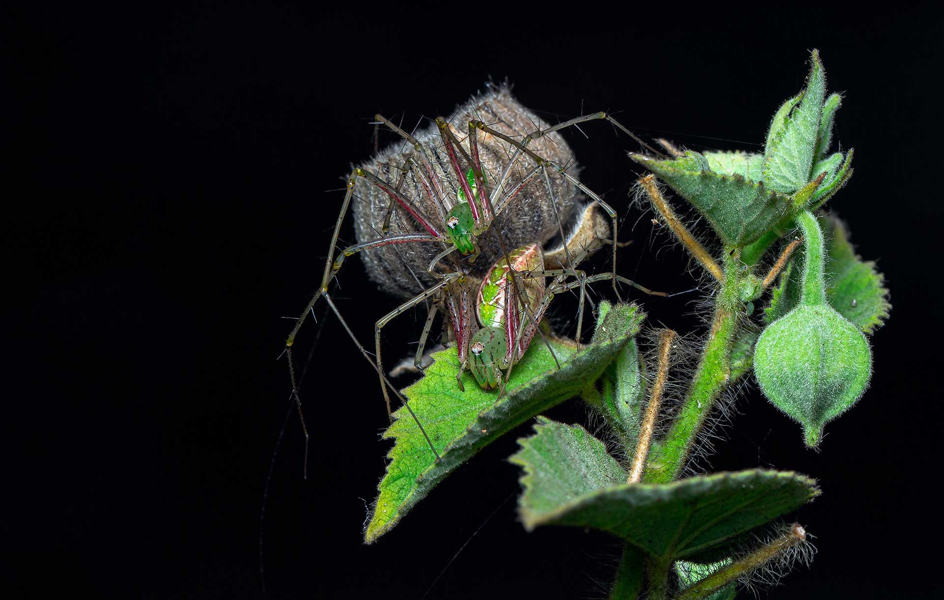 Mating pair of Green lynx spider