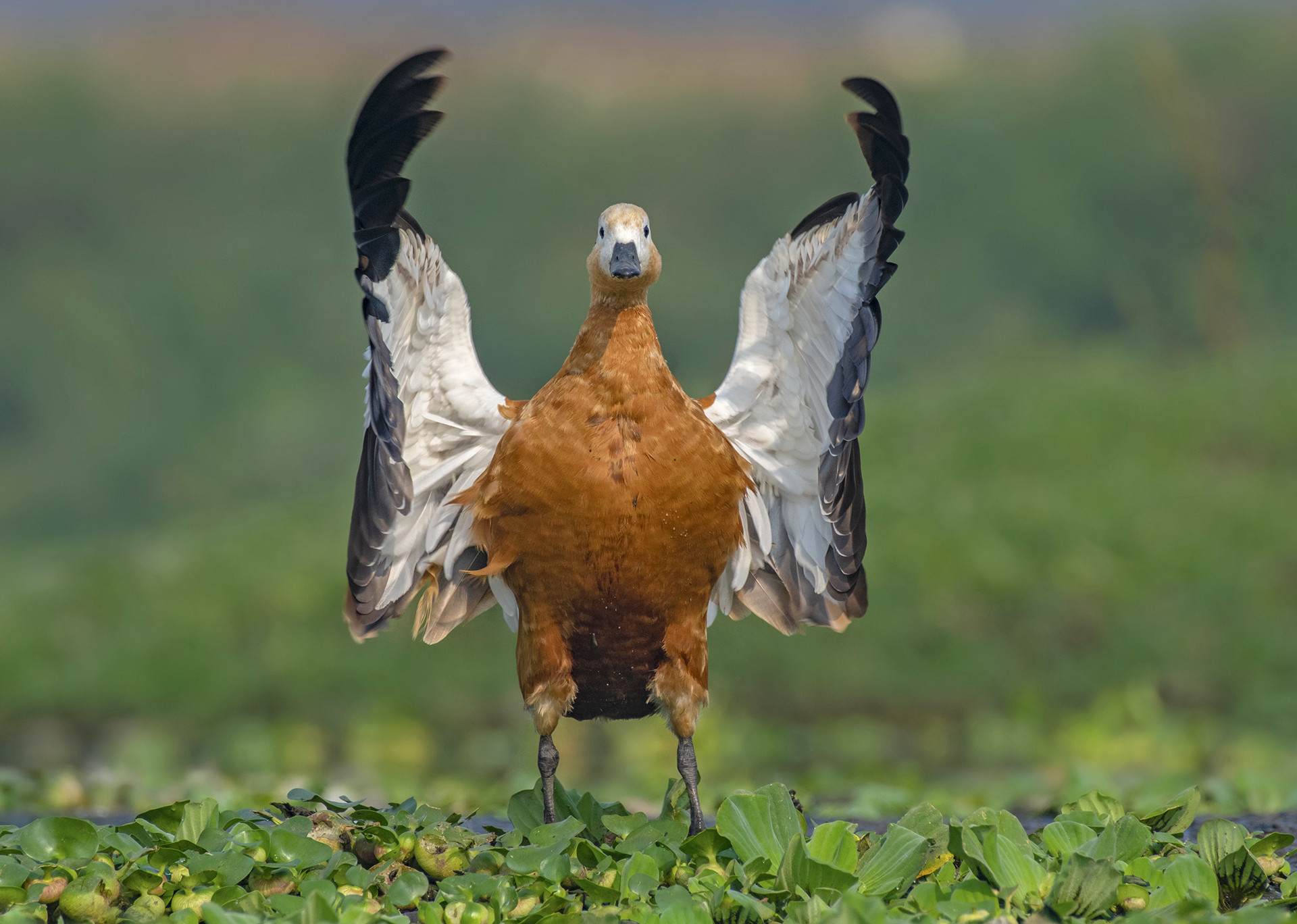 Ruddy Shelduck Tadorna ferruginea