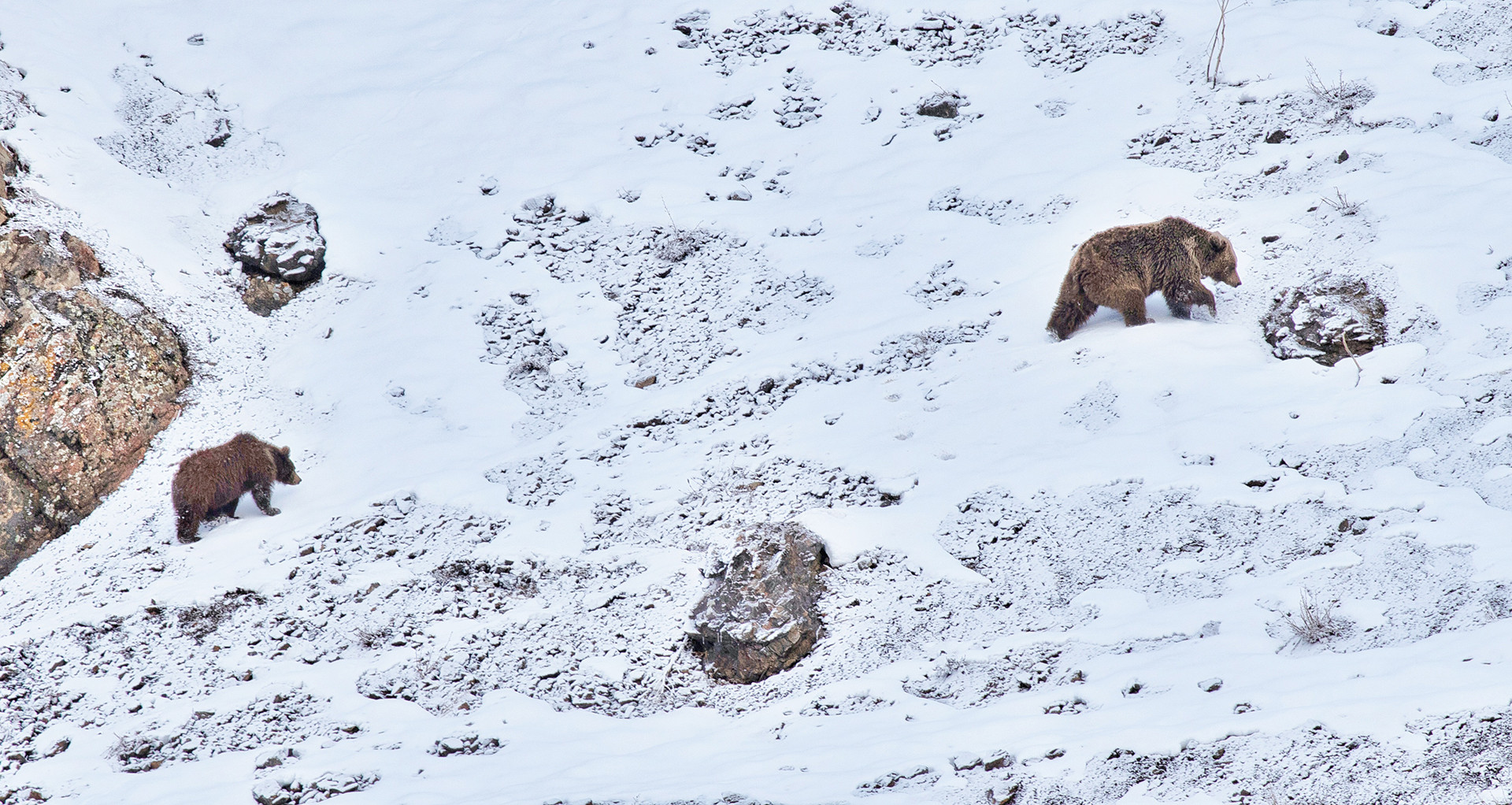 A Himalayan Brown Bear walking on a mountain with a bear cub