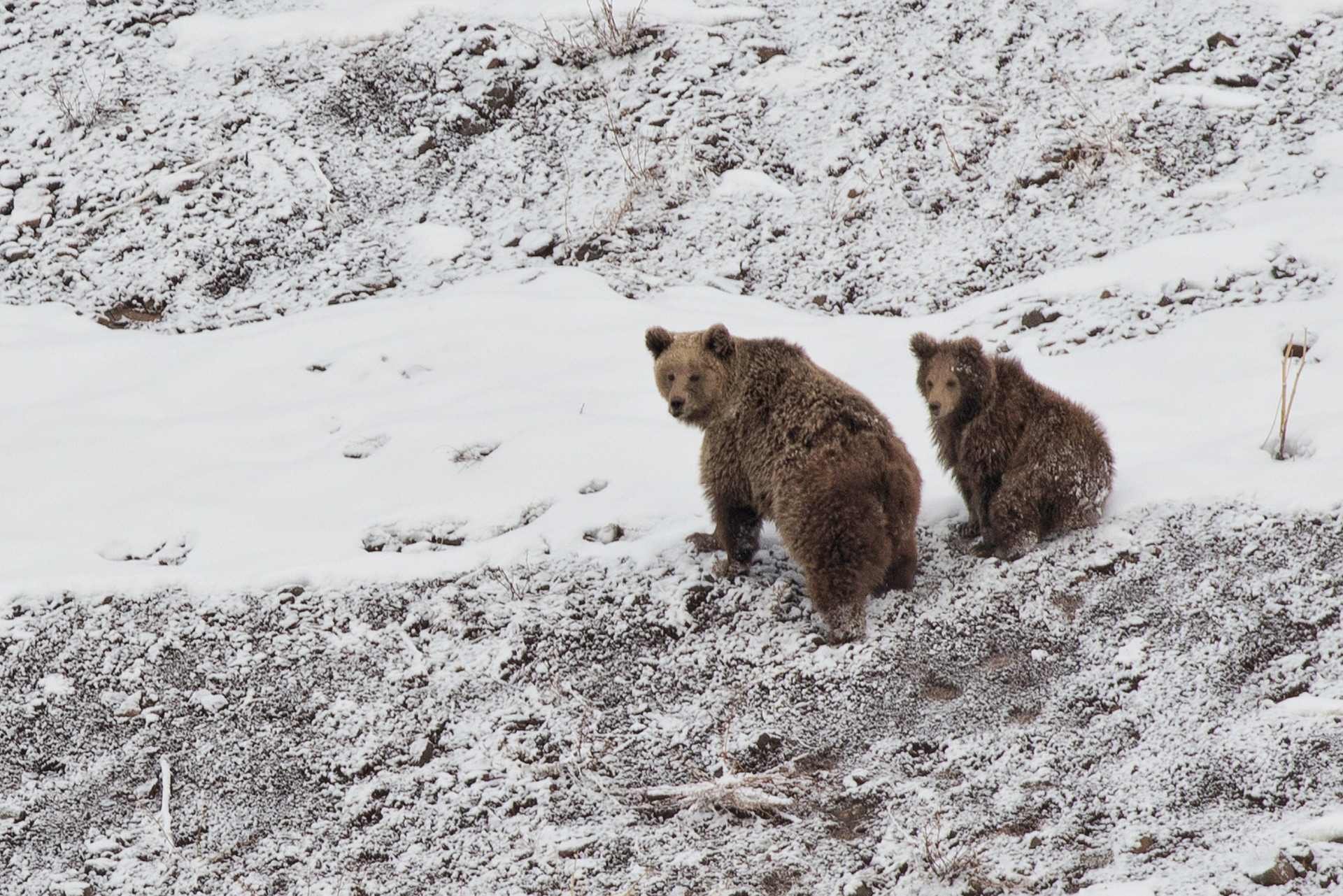 Himalayan Brown Bear mother and cub