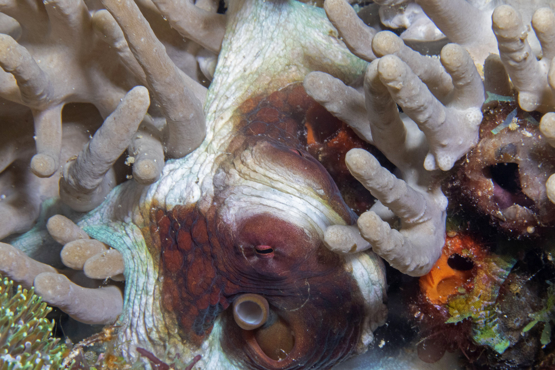 An octopus in a soft coral colony
