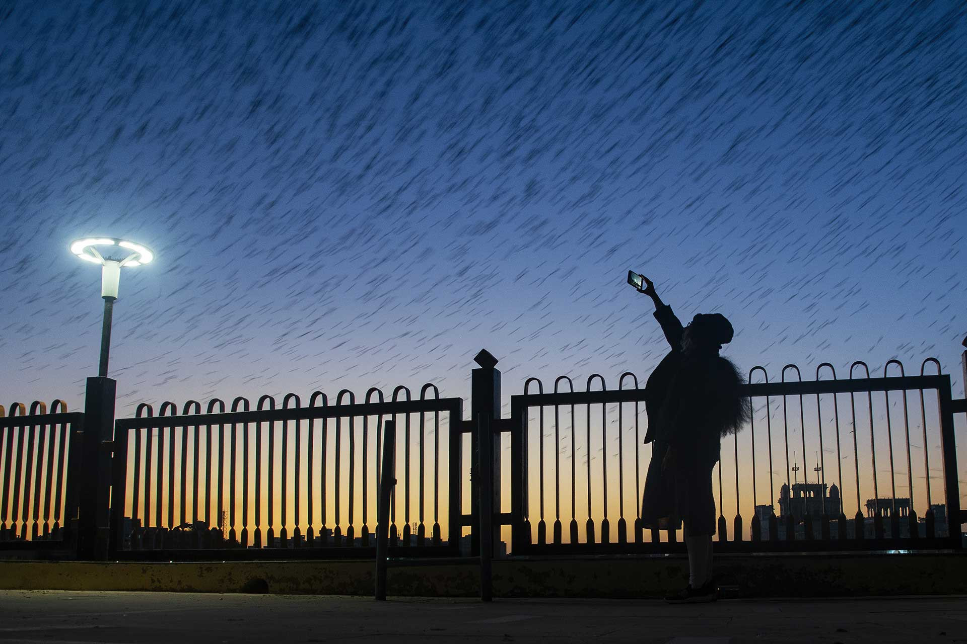 Photographing Rosy Starling murmuration