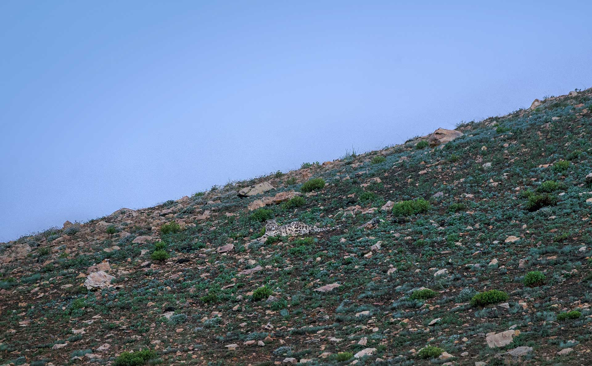 Male Snow Leopard camouflaged