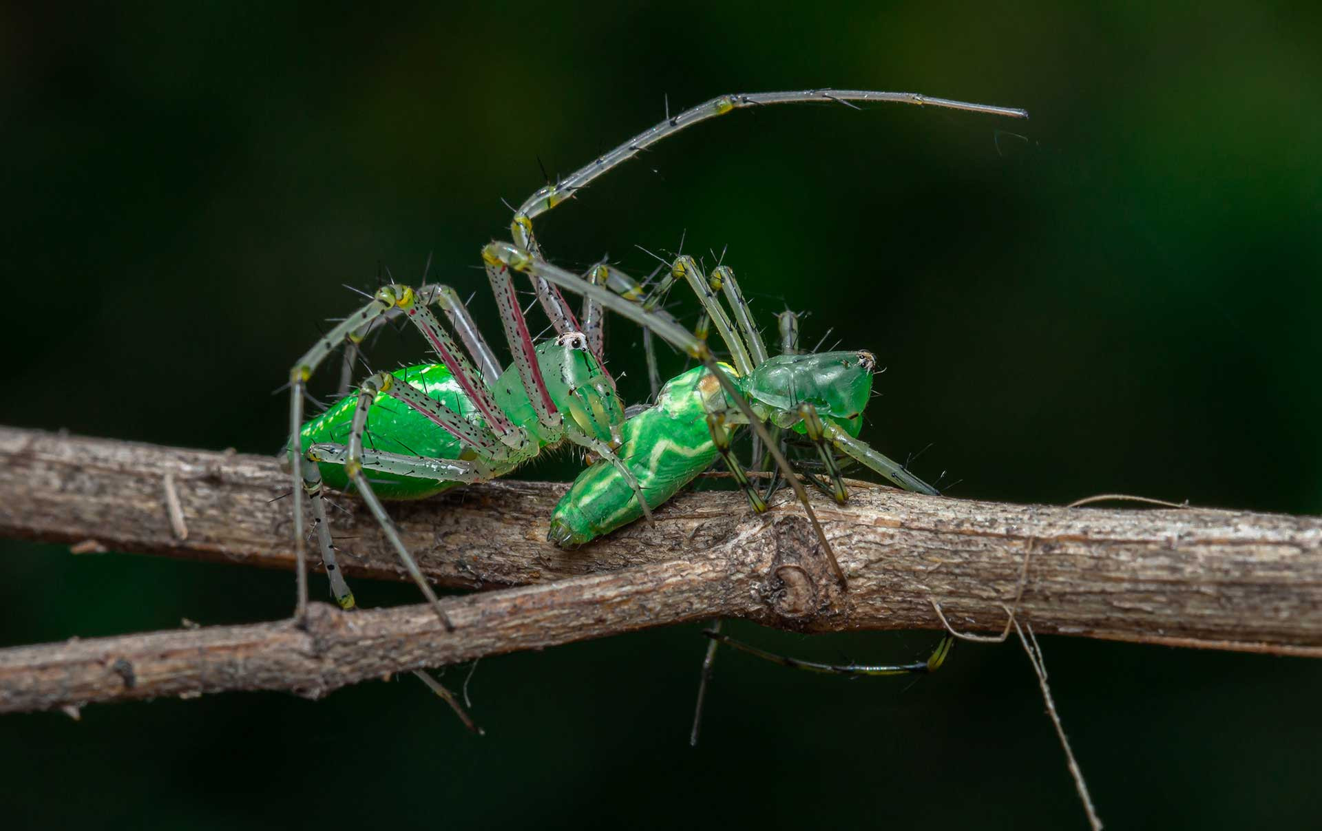 Green lynx spider cannibalism